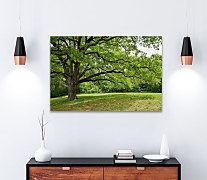 Obraz V zelenom lese 1551